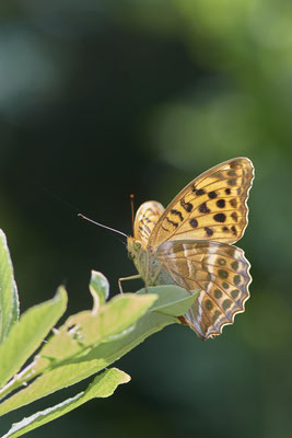 Kaisermantel - Hünxe - (28.06.2022)