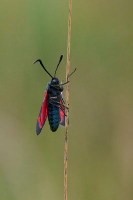 Sechsfleck-Widderchen