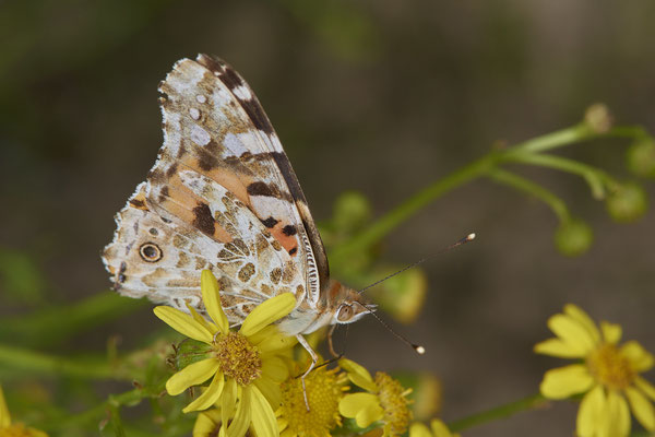 Nr.0692 - Vanessa cardui / Distelfalter - OB Neue Mitte 2 - 51°29`13.68" 6°53`13.28" - (16.06.2019)