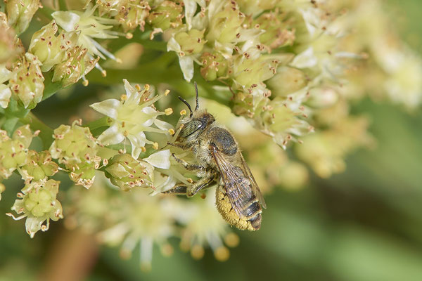 Nr.1222 - Megachile pilidens / Filzzahn-Blattschneiderbiene - WES Rheinbrücke Büdericher Insel - 51°38`40.99" 6°36`30.54" - (30.08.2019)