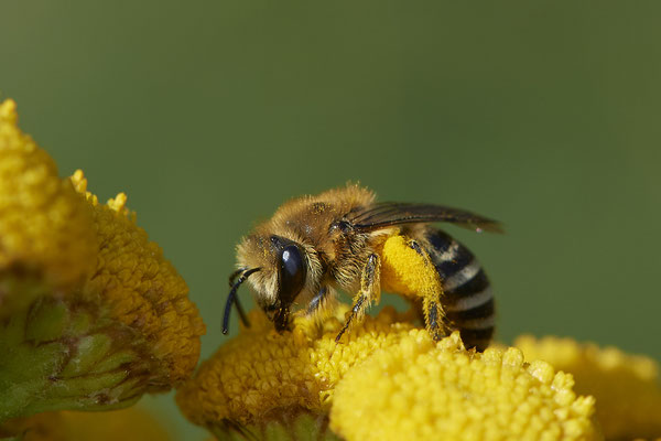  Nr.0992 - Andrena flavipes / Gewöhnliche Bindensandbiene - Geestland Bad Bederkesa- 53°36`27.27" 8°50`19.87" - (27.07.2019)