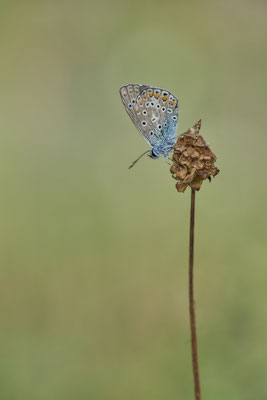 Heute nochmal in aller Frühe zum  Hauhechel-Bläuling / Polyommatus icarus -  Bottrop Halde Schöttelheide - (03.08.2020)