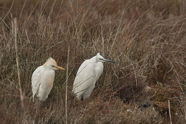 Kuh & Seidenreiher ( Naturpark Albufera )