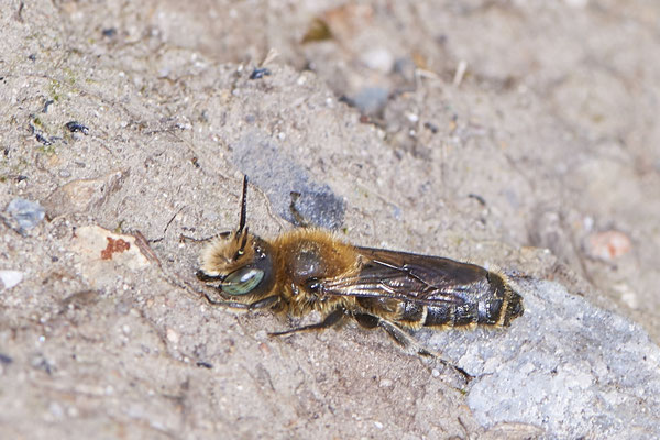 Nr.0616 - Osmia adunca / Natternkopf-Mauerbiene - GE-Buer Zeche Hugo - 51°34`09.98" 7°02`18.09" - (24.05.2019)