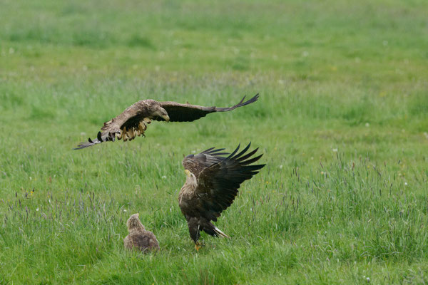 Seeadler