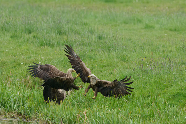 Seeadler