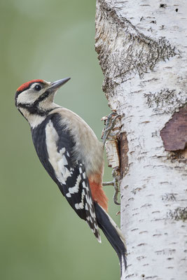 Buntspecht - (09.06.2020)