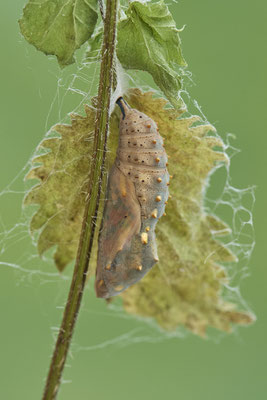 Distelfalter - Puppe - 8te-Tag
