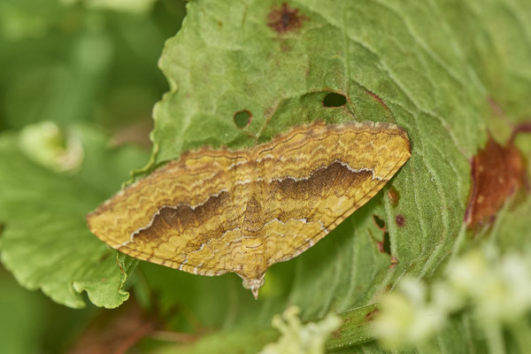Camptogramma bilineata / Ockergelber Blattspanner - OB Neue Mitte 2 - 51°29`18.27" 6°53`39.83" - (16.06.2019)