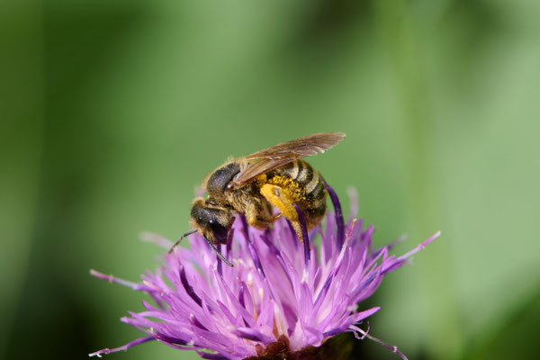 Halictus scabiosae