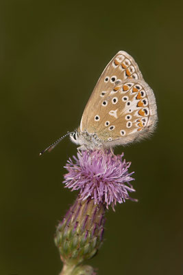 WES Drevenacker Dünen - (20.07.2020)