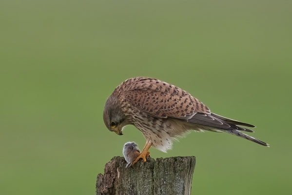 Turmfalke mit Maus 2