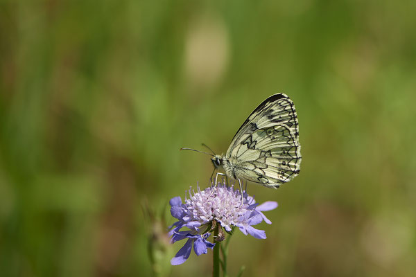 Nr.0040 - Schachbrett / Melanargia galathea - Kaiserstuhl - (23.06.2020)