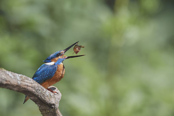 Eisvogel - der Stichling wird geschickt in Position gebracht - (28.05.2020)