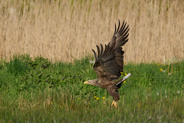 Seeadler