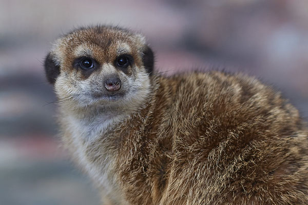 Erdmännchen - Vogelpark Eckenhagen