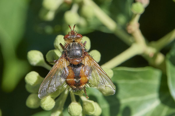 Nr. 5-1/16 - Igelfliege - OB Weiherstraße-116 Parplatz Netto (24.09.2018)
