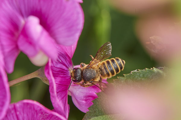 Nr.0764 - Megachile ericetorum / Platterbsen-Mörtelbiene - OB Zeche Sterkrade - 51°31`09.30" 6°50`16.06" - (19.06.2019)