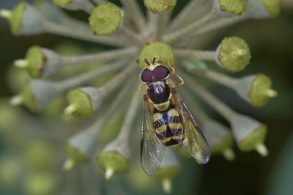 Nr. 04/16 - Dasysyrphus albostriatus - Oberhausen-Schmachtendorf Hiesfelderstraße 22.09.2018