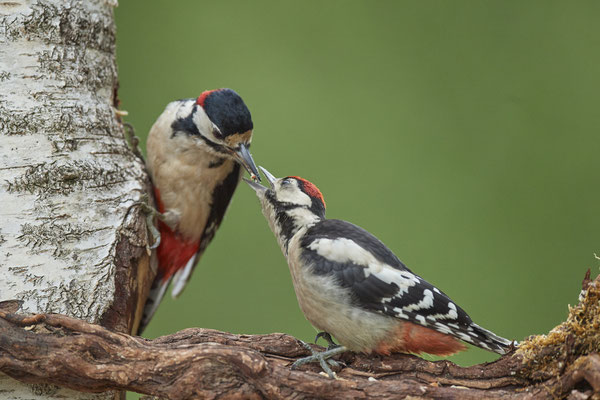Buntspecht - noch wird gefüttert 3 - (09.06.2020)