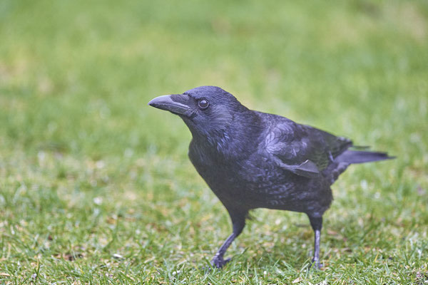 Rabenkrähe im Garten