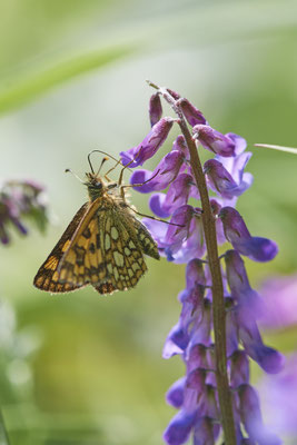 Gelbwürfeliger Dickkopffalter - Vom 13.6. bis 20.6.2021 Urlaub im Allgäu
