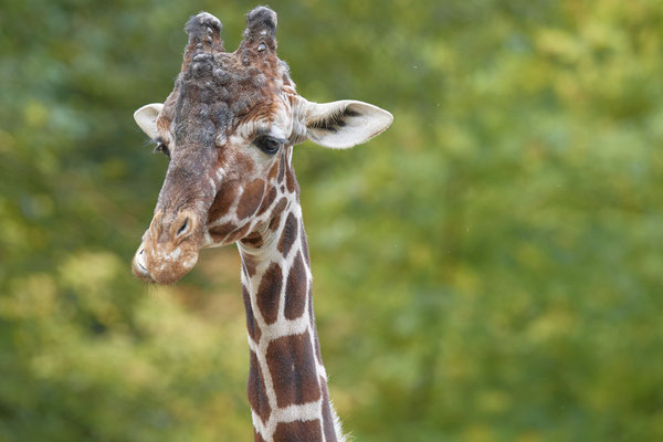 Giraffe - Zoo Duisburg