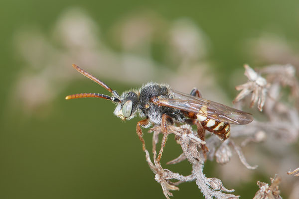 Nr.0513 - Nomada alboguttata / Weißfleckige Wespenbiene - OB LMB - 51°29`11.55" 6°53`53.48" - (11.05.2019)
