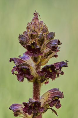 Blutrote Sommerwurz
