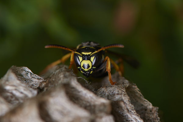 Nr.0696 - Nest 1 - Polistes /  Feldwespe - Gesicht der Arbeiterin 1  - OB Neue Mitte 2 - 51°29`17.47" 6°53`51.86" - (16.06.2019)