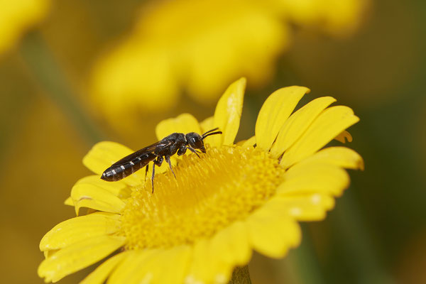 Sapygina sp-decemguttata / Zehnpunkt-Keulenwespe - Garten - (03.07.2021)