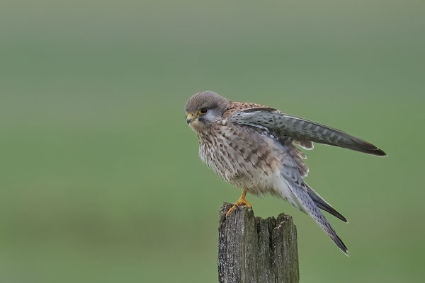 Turmfalke