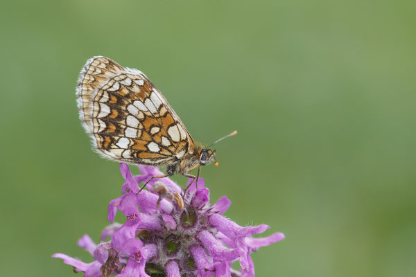 Ehrenpreis Scheckenfalter