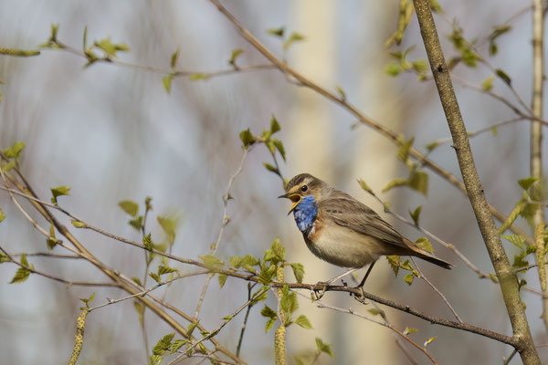 Blaukehlchen