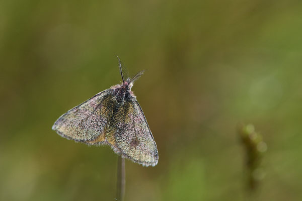 ? Zünsler -NL - (09.05.2022)