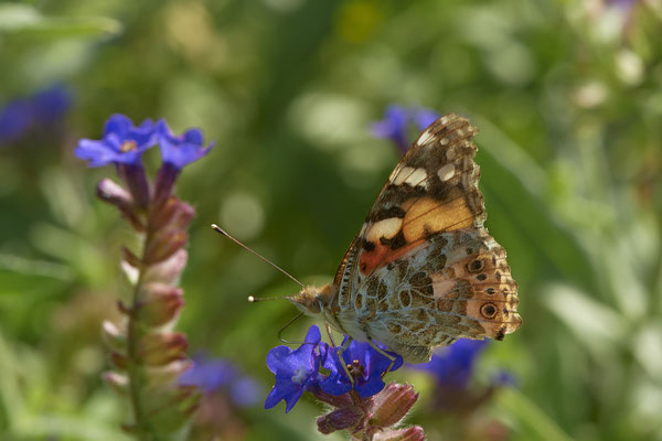 Nr.0733 - Vanessa cardui / Distelfalter - OB Neue Mitte 2 - 51°29`13.68" 6°53`13.28" - (17.06.2019)