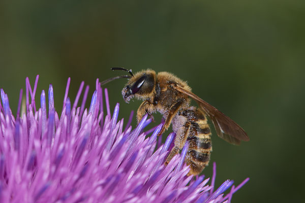 Nr.0736 - Halictus scabiosae / Gelbbindige-Furchenbiene - OB Neue Mitte 2 - 51°29`13.68" 6°53`13.28" - (18.06.2019)