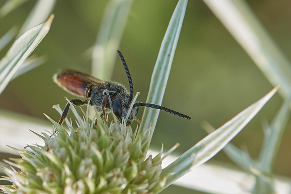 Sphecodes gibbus m - Dinslaken Emschermündung - 51°33`56.26" 6°41`27.74" - (12.08.2020)