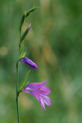 Sumpf-Siegwurz - (Urlaub im Allgäu / Bayern vom  08.06. bis 19.06.2025)