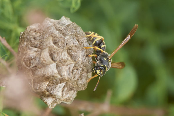 Nr.0619 - Nest 1 - Polistes /  Feldwespe - Nest 27 Tage nach dem Fund immer noch in gutem Zustand - OB Neue Mitte 2 - 51°29`17.47" 6°53`51.86" - (27.05.2019)