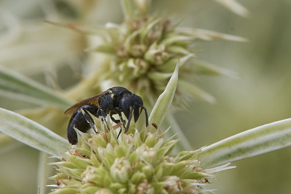 Hylaeus sp. - Dinslaken Emschermündung - 51°33`52.87" 6°41`48.98" - (13.08.2020)