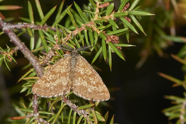 Heidespanner - Auf Schmetterlingstour in der Eifel: Kalvarienberg und Lambertstal - (29.05. bis 03.06.2022)