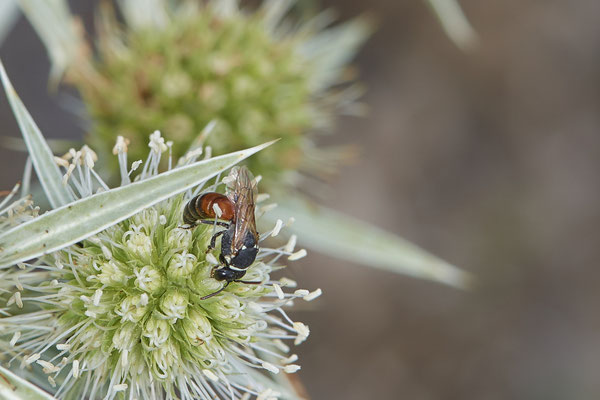 Nr.1268 - Hylaeus variegatus f / Maskenbiene - DU-Walsum Rheindeich - 51°31`53.40"  6°41`58.80" - (02.09.2019) - Rote Liste Kategorie 3: Gefährdet