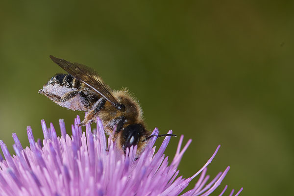 Nr.0735 - Megachile versicolor / Bunte Blattschneiderbiene - f - OB Neue Mitte 2 - 51°29`13.68" 6°53`13.28" - (18.06.2019)