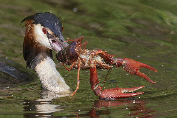 Haubentaucher &  Flusskrebs ( Roter Amerikanischer Sumpfkrebs - Procambarus clarkii )