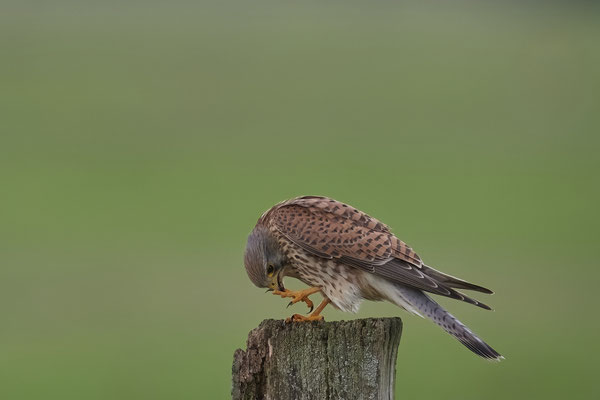 Turmfalke - nach dem Verzehr werden sofort die Fänge gereinigt