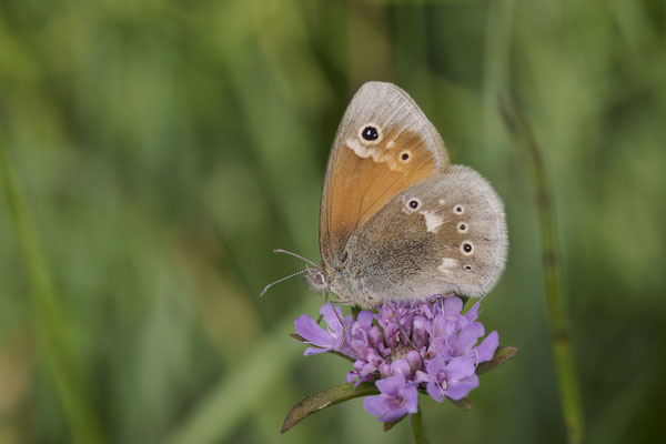 Großes Wiesenvögelchen