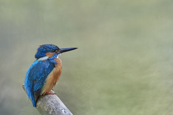 Die Eisvögel lassen mich nicht los, ich musste heute wieder hin - (28.05.2020)