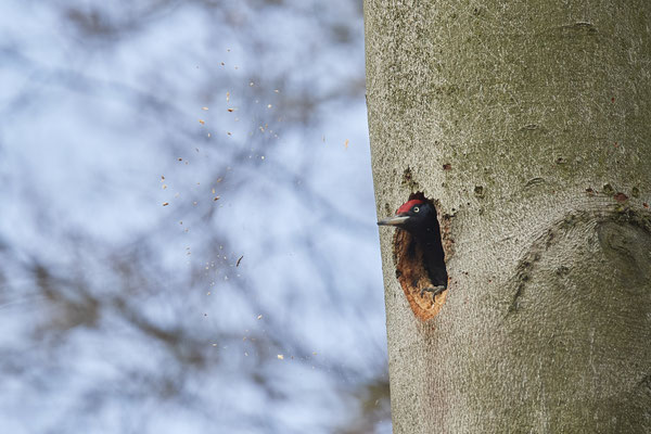 Schwarzspecht - Auch heute wurde die Höhle weiter ausgebaut - (28.03.2021)