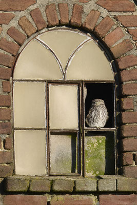 Steinkauz